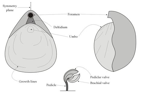 Views of the Mahantango: Brachiopd anatomy