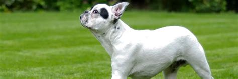 French Bulldog Temperament and Personality Traits - Latest Dog