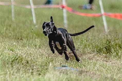 Dog Agility Competition Background Images, HD Pictures and Wallpaper For Free Download | Pngtree