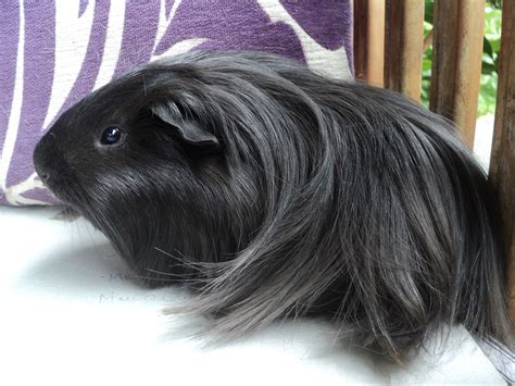 File:Black-haired Peruvian guinea pig.JPG - Wikimedia Commons