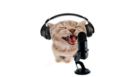 Rapping cat meme at 1080p resolution, original stock photo found : r ...