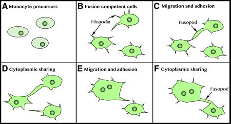 An Overview of the Derivation and Function of Multinucleated Giant Cells and Their Role in ...