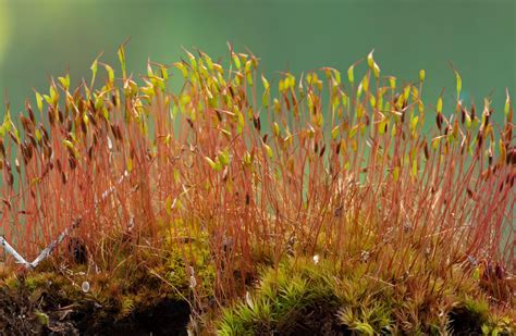 Moss Sporophyte