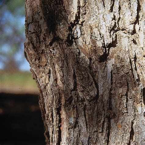 Japanese Elm Tree Seeds ulmus Davidiana 50seeds | Etsy