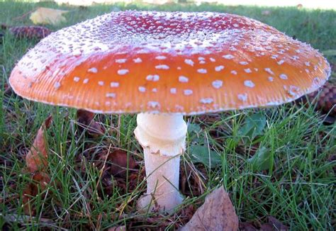 File:Poisonous Red Cap mushroom.jpg - Wikimedia Commons