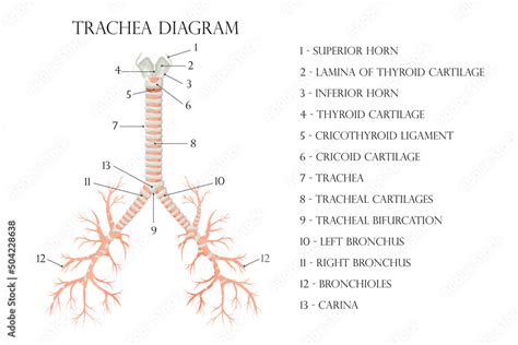 Vector medical educational biological chart for trachea diagram. Anatomy illustration isolated ...