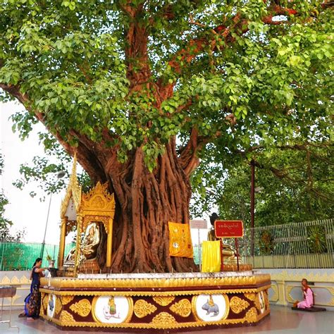 Norie Quintos on Instagram: “Under the bodhi tree: At one of the entrances to the famous ...