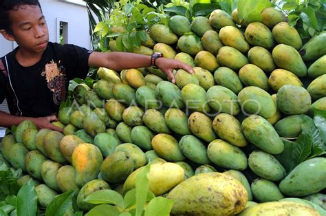 MANGGA HARUM MANIS | ANTARA Foto