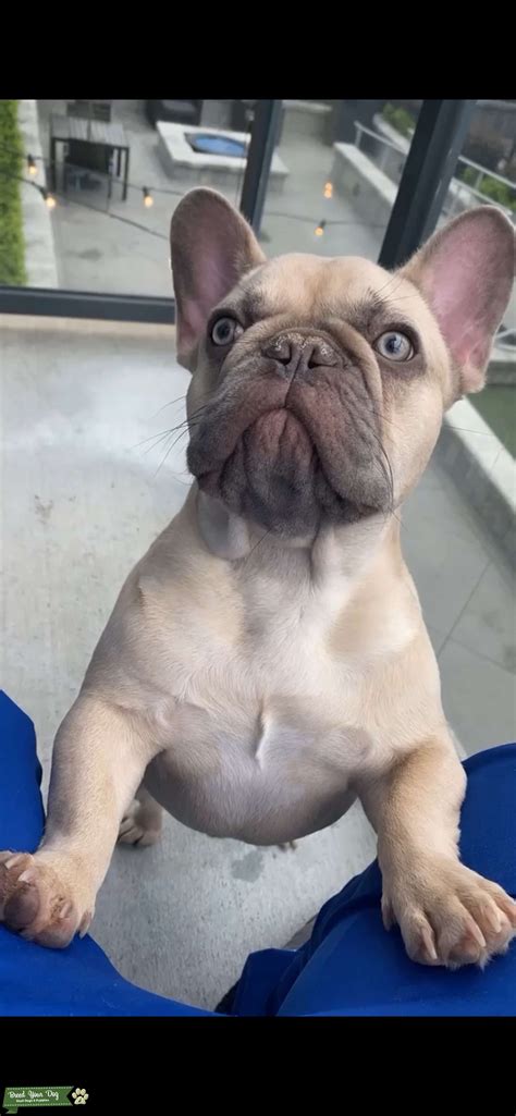 Blue Fawn Male Frenchie - Stud Dog in Georgia, United States | Breed ...