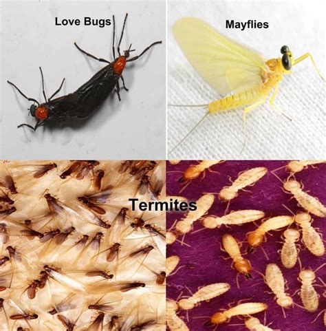 Formosan Termite Swarms in Southwest Louisiana and How to Get Rid of Them | Calcasieu Parish News