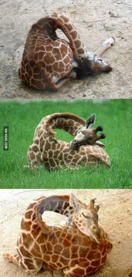 Giraffes sleeping - Animals | Giraffe, Cute baby animals, Animals beautiful