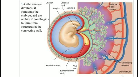 Layers Of The Placenta