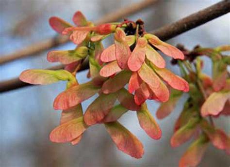 Expect a Bumper Crop of Maple Seeds This Spring | Farmington, MI Patch