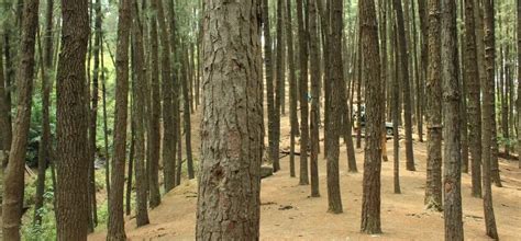 Vagamon Pine Forest | Blue Bird Travels