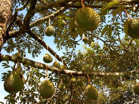 Durian - The King of Fruits » Exotic Voyages