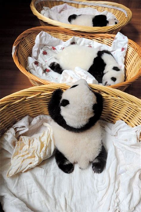 Record of newborn panda cubs likely to be created in SW China | Shanghai Daily