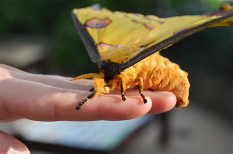 Rare Comet Moth Emerges From Cocoon at Notebaert Nature Museum ...