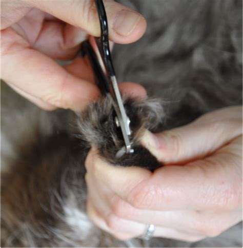 How to Safely Trim a Cat's Claws | HubPages