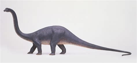 Interesting Facts About Diplodocus