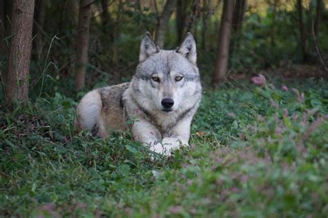 Donate Today and Help Support Wolf Sanctuary of PA