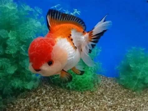 Oranda Goldfish: Diet | Size | Water Conditions | Breeding – Fishkeeping Forever