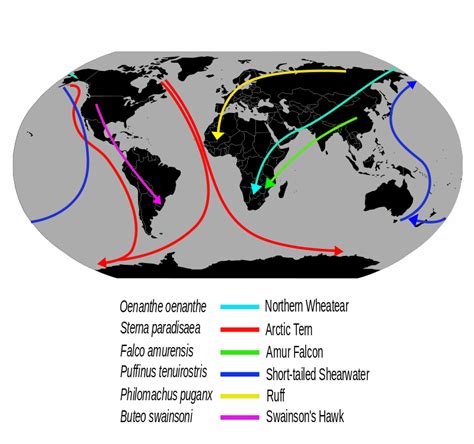 The Wonderful of Birds Migration |MyRokan