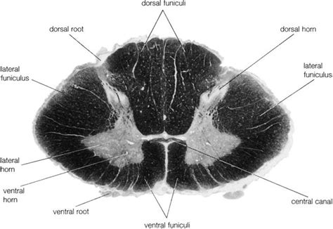 Ventral horn | anatomy | Britannica.com