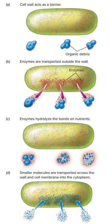 Heterotrof dan autotrof - Referensi Biologi