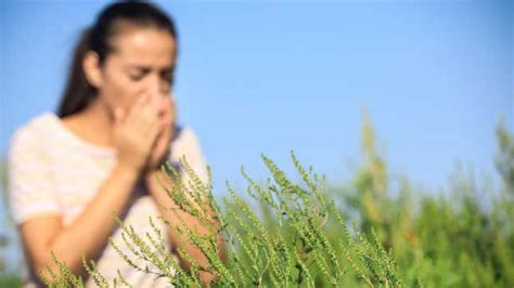 How to Handle Ragweed Season