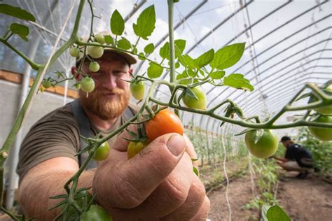 7 Tips for Harvesting Tomatoes