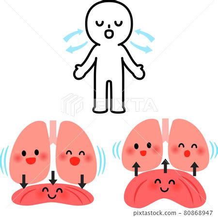 Abdominal breathing person and diaphragm and... - Stock Illustration ...