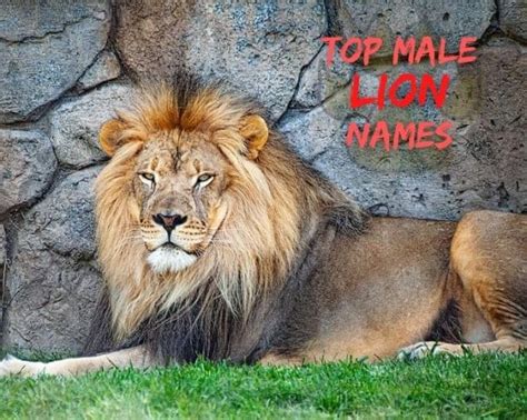 20+ Best Male Lion Names | Good Names For Male Lions