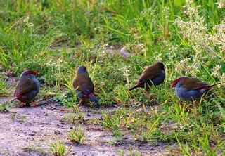 A flock of Red Brow Finch | At first glance I thought they w… | Flickr