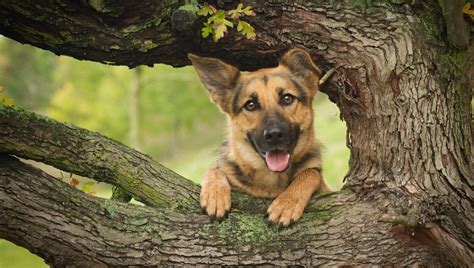 German Shepherd Police Dog Wallpapers - Wallpaper Cave