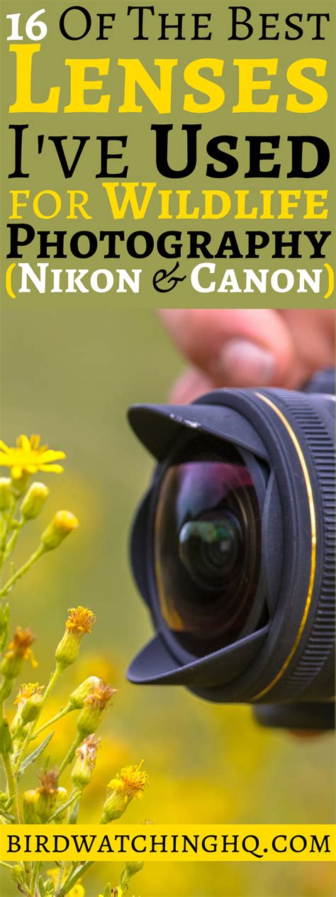 16 Best Lenses for Wildlife Photography (Nikon & Canon) - Bird Watching HQ | Wildlife ...