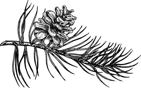 Pine Tree Branch Drawing