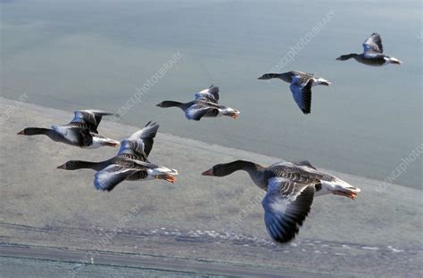 Greylag geese flying - Stock Image - Z828/0426 - Science Photo Library