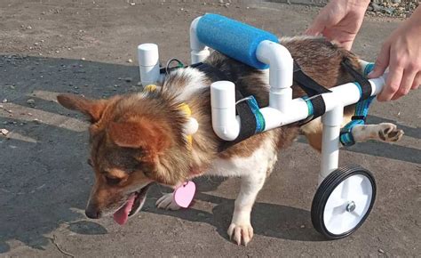 Teen builds free wheelchairs for disabled animals – The Howler