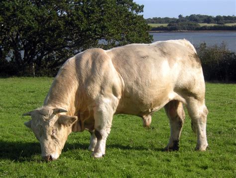 Les chiffres clés de la race charolaise - Herd Book Charolais