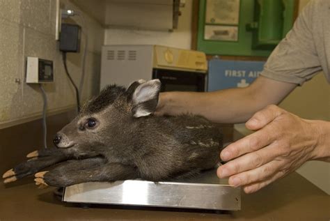 Rare tufted deer born at the National Zoo’s Conservation a… | Flickr