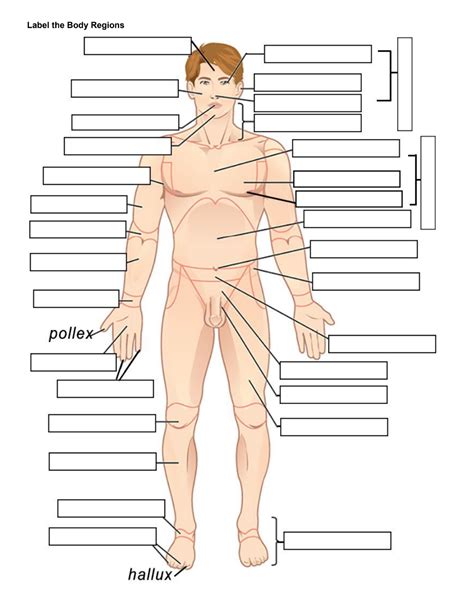 Elástico Ridículo Actualizar anatomical position and regional terms canal Poner perrito