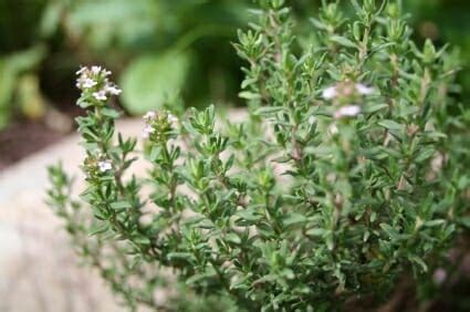 Medicinal Uses of Thyme | Off The Grid News