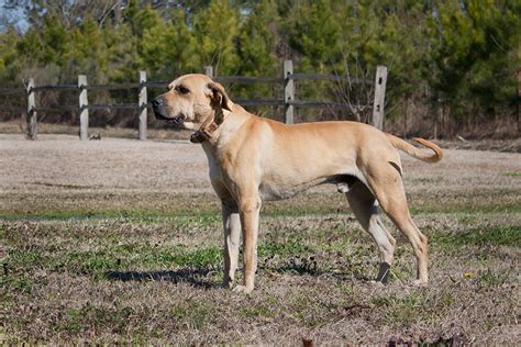 Black Mouth Cur Info, Temperament, Training, Puppies, Facts, Pictures