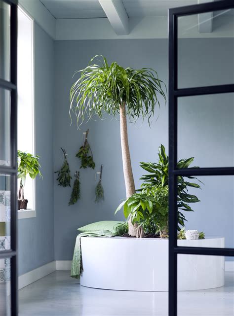 Indoor trees are the Houseplants for January | The joy of plants