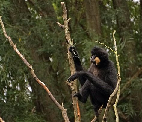 Wildlife in Cambodia: Animals to See When Visiting Cambodia