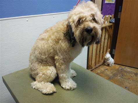 How Often To Groom A Wheaten Terrier