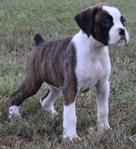 AKC Beautiful Boxer Puppies available