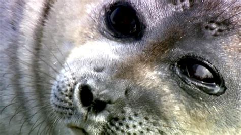 Baikal Seal – "OCEAN TREASURES" Memorial Library