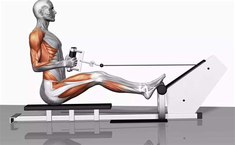 What Muscles Do Rowing Machines Work: Here's the Answer