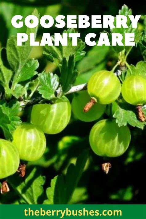 GOOSEBERRY PLANT CARE | Gooseberry plant, Plant care, Gooseberry